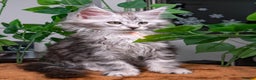Maine Coon cats for sale: 8 STUNNING PEDIGREE TICA REG MAINE COON KITTENS - Advert 17