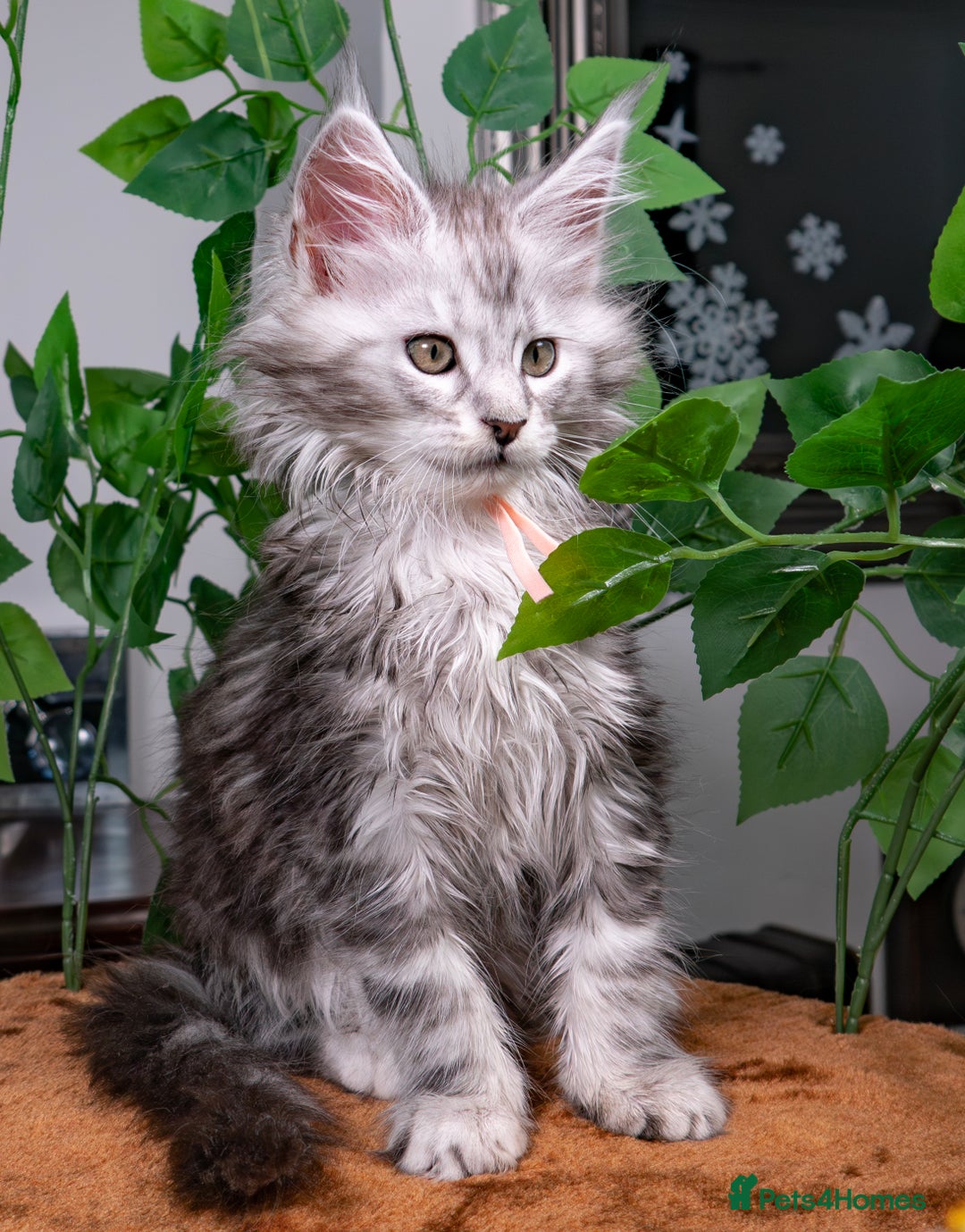 Maine Coon cats for sale: 8 STUNNING PEDIGREE TICA REG MAINE COON KITTENS - Advert 17