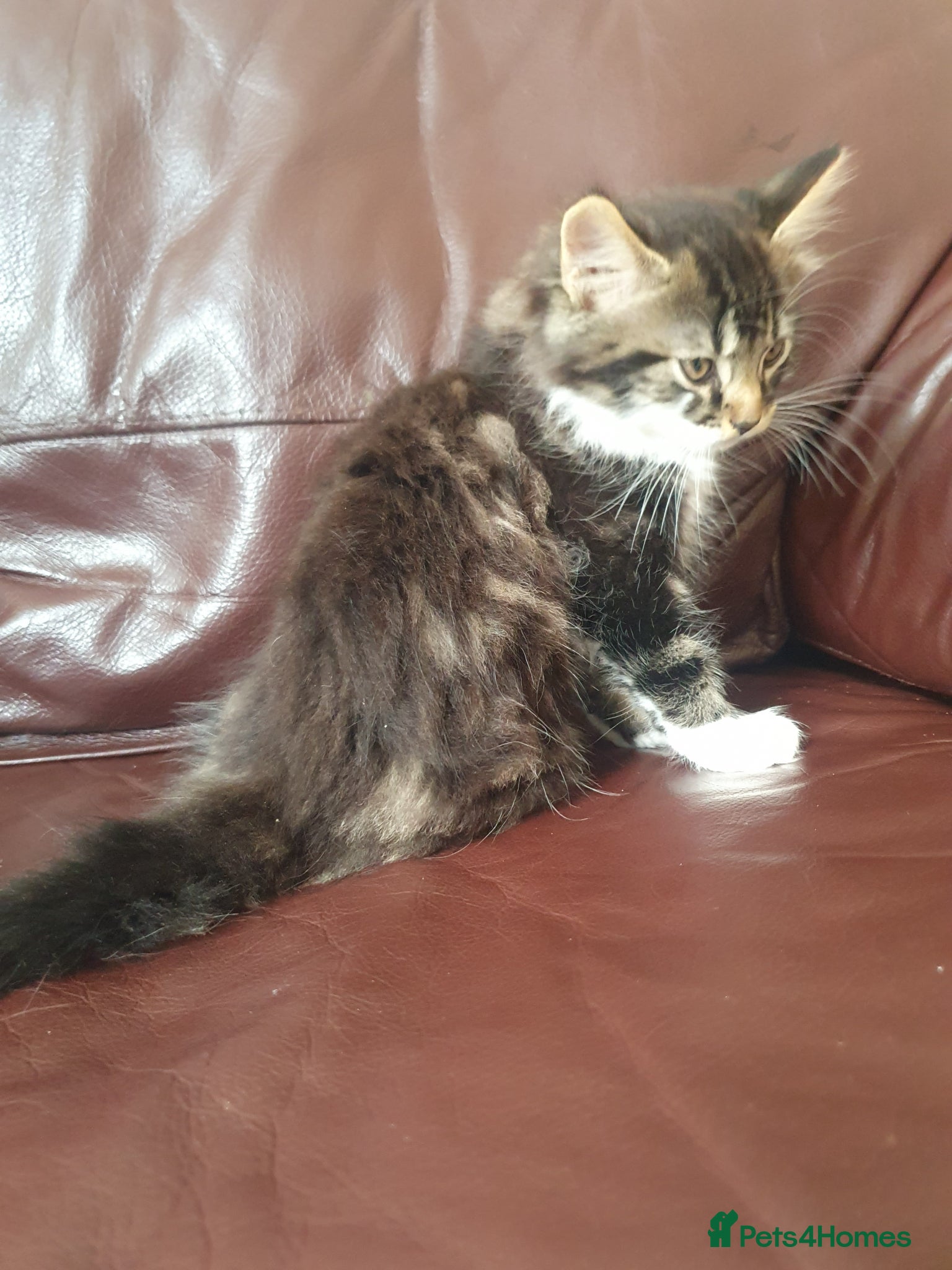 Mixed Breed cats for sale: Beautiful Mix Breed - Advert 4