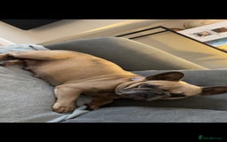 French Bulldog dogs for sale: Beautiful chunky frenchies - Image 5