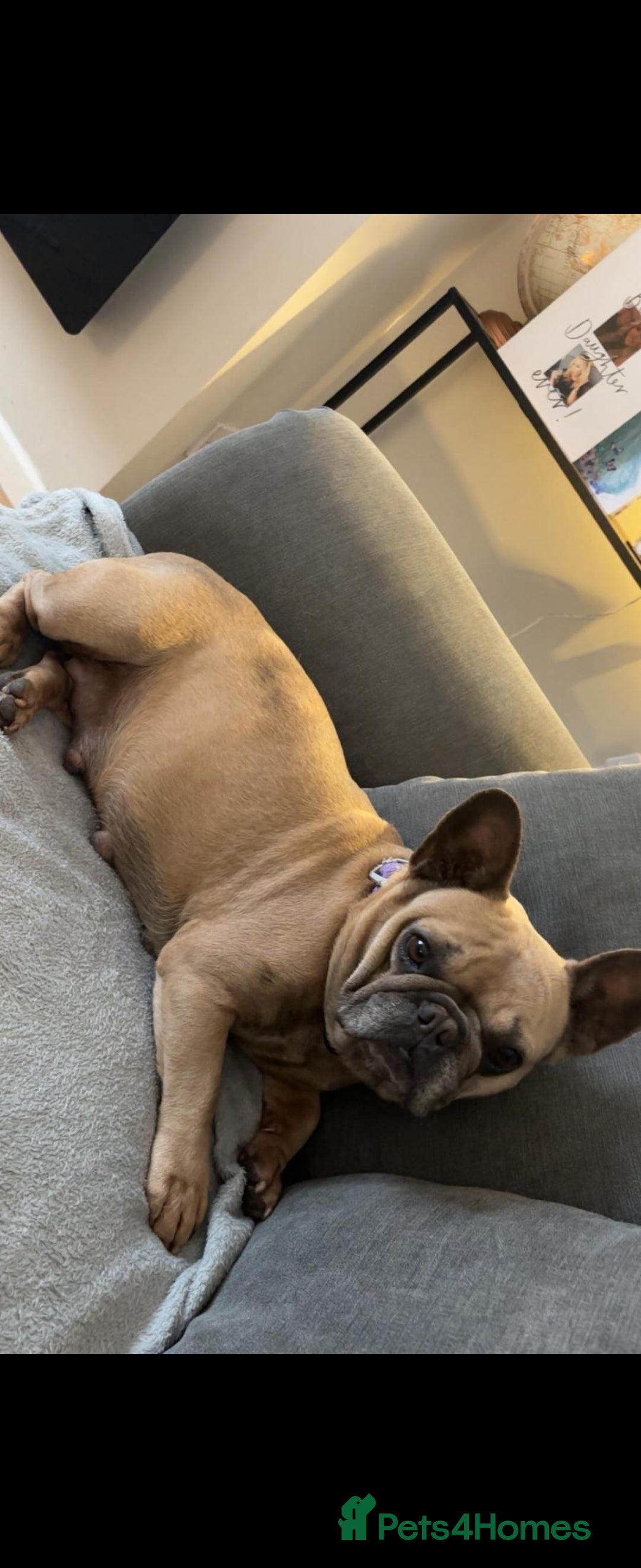 French Bulldog dogs for sale: Beautiful chunky frenchies - Image 5