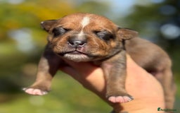 Staffordshire Bull Terrier dogs for sale: Beautiful Staffordshire Bull Terrier Boys ✨ - Image 3