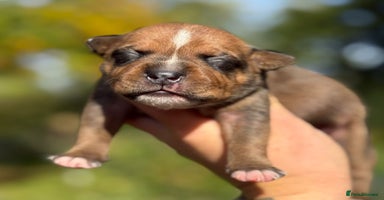 Staffordshire Bull Terrier dogs - Advert 2