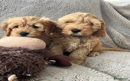 Cockapoo dogs for sale: Cockerpoo puppies - Image 4