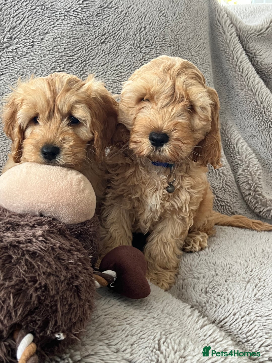 Cockapoo dogs for sale: Cockerpoo puppies - Image 4