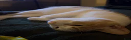 Mixed Breed cats for sale: Zuzu, Female Calico Cat - Advert 4