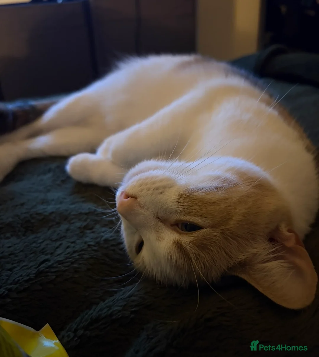 Mixed Breed cats for sale: Zuzu, Female Calico Cat - Advert 4