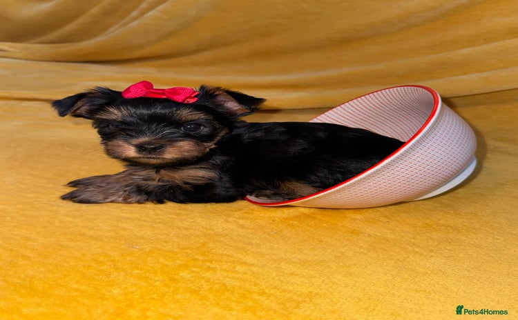 Yorkshire Terrier dogs - Advert 2