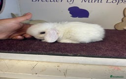 Mini Lop rabbits for sale: Beautiful litter of mixed mini lops  - Image 18
