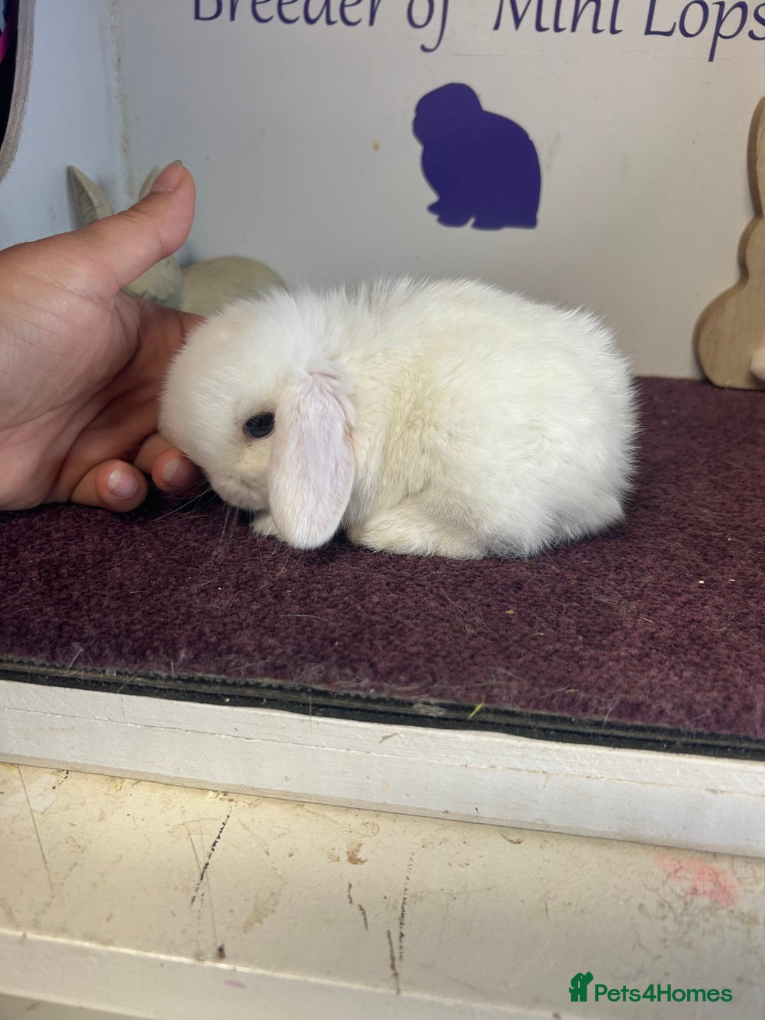 Mini Lop rabbits for sale: Beautiful litter of mixed mini lops  - Image 18