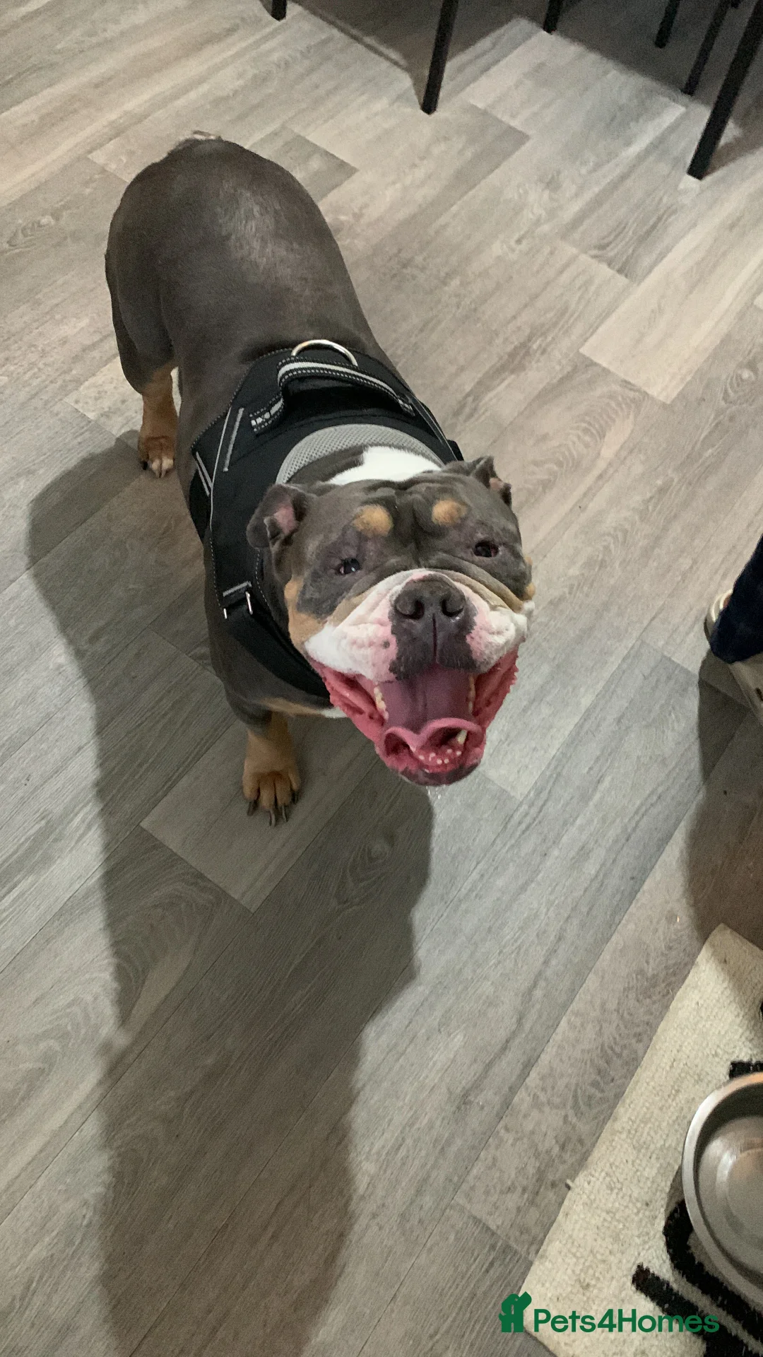 English Bulldog dogs for sale: Rita 6 year old bulldog - Advert 2