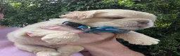 French Bulldog dogs for sale: BEAUTIFUL FLUFFY FRENCH BULLDOG PUPPIES - Advert 28