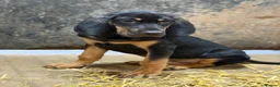 Bloodhound dogs for sale: Last boy left  - Advert 2