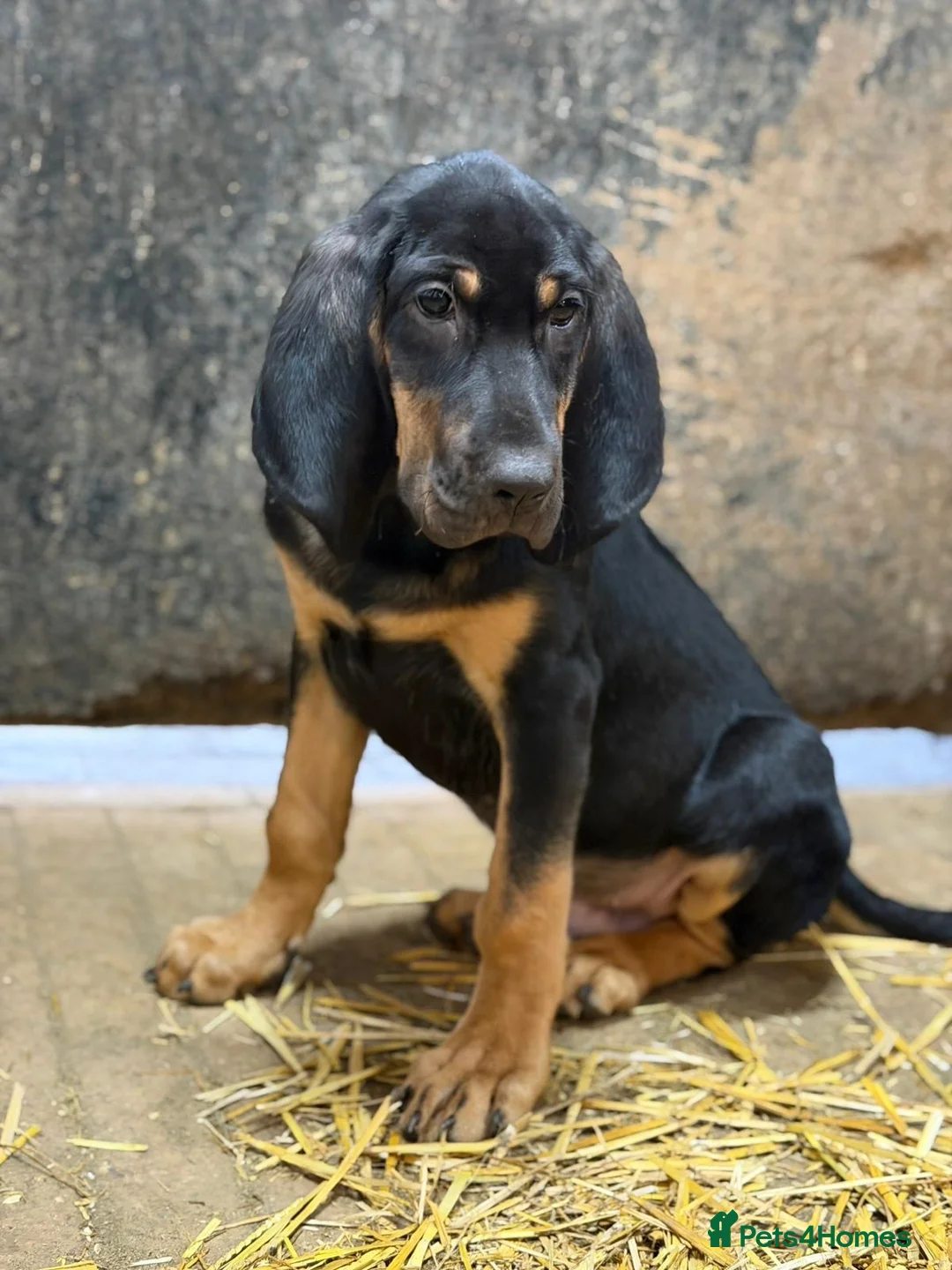 Bloodhound dogs for sale: Last boy left  - Advert 2
