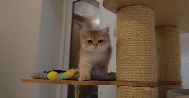 Scottish Fold cats - Advert 8