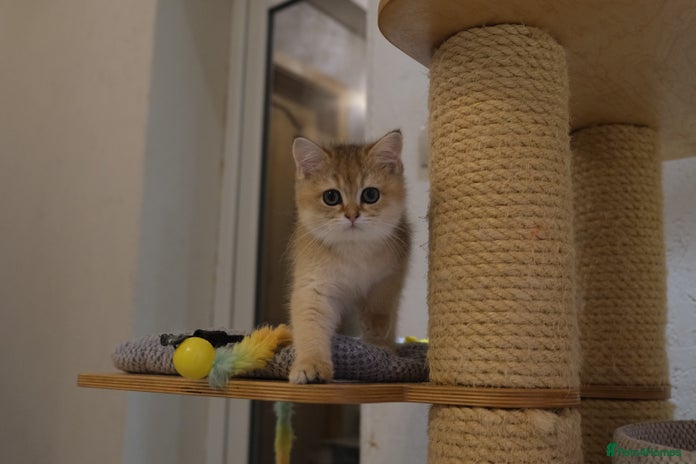 Scottish Fold cats - Advert 4