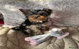 Yorkshire Terrier dogs for sale: Mini Yorkshire terrier puppies  - Image 2