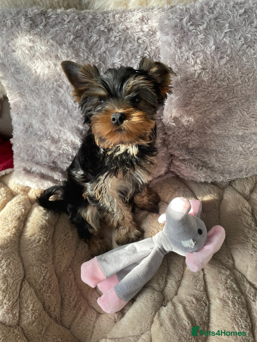 Yorkshire Terrier dogs for sale: Mini Yorkshire terrier puppies  - Image 2