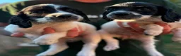 English Springer Spaniel dogs for sale: READY NOW 🏡 KCREGESS WORKING/PET PUPS 🐶❤️ - Advert 1