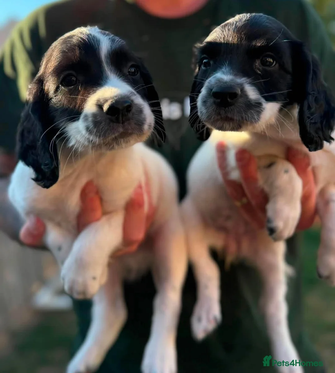 English Springer Spaniel dogs for sale: READY NOW 🏡 KCREGESS WORKING/PET PUPS 🐶❤️ - Advert 1