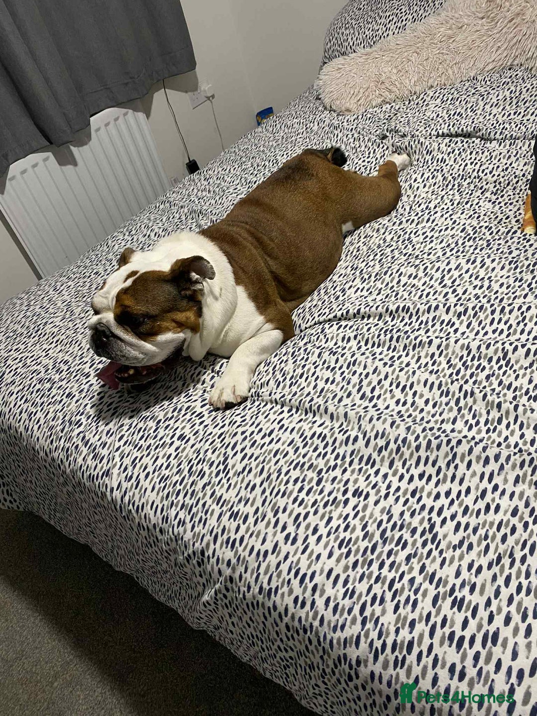 English Bulldog dogs for sale: British bulldog holly  - Image 4