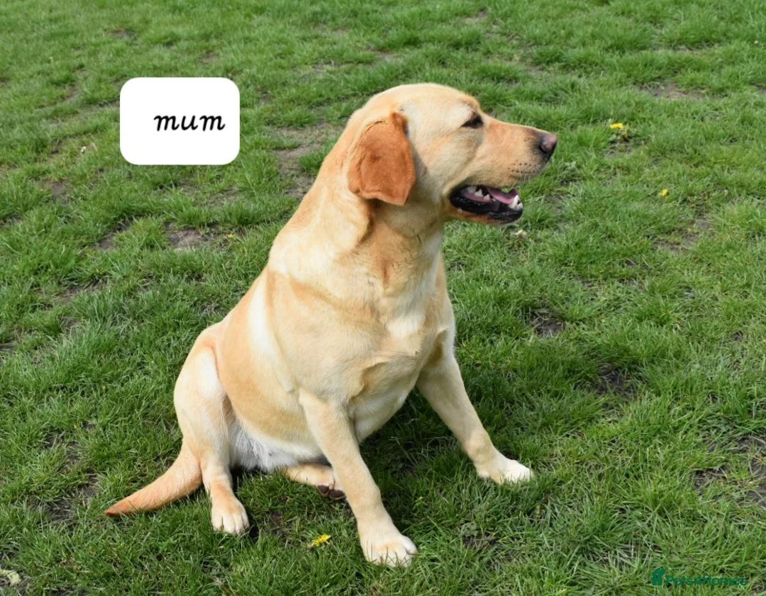 Labrador Retriever dogs for sale: * Beautiful Dna clear KC reg Labrador boys* - Advert 9