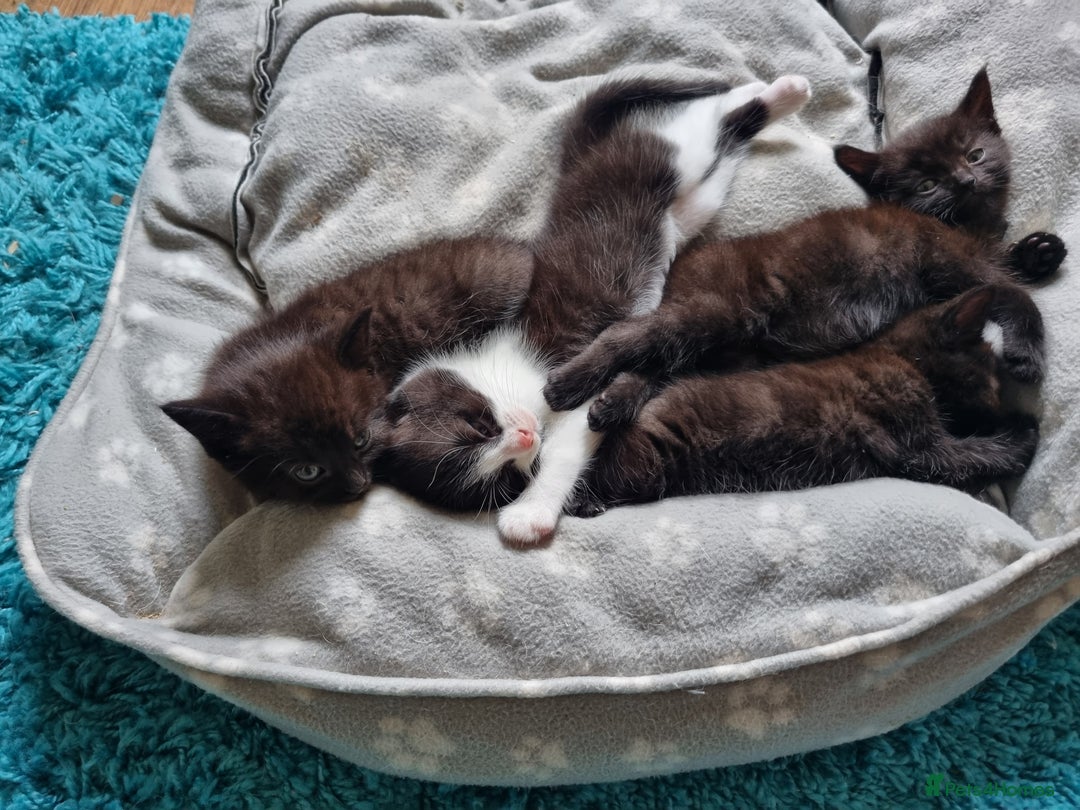 British Longhair cats for sale: Beautiful gorgeous kittens for sale - Image 5