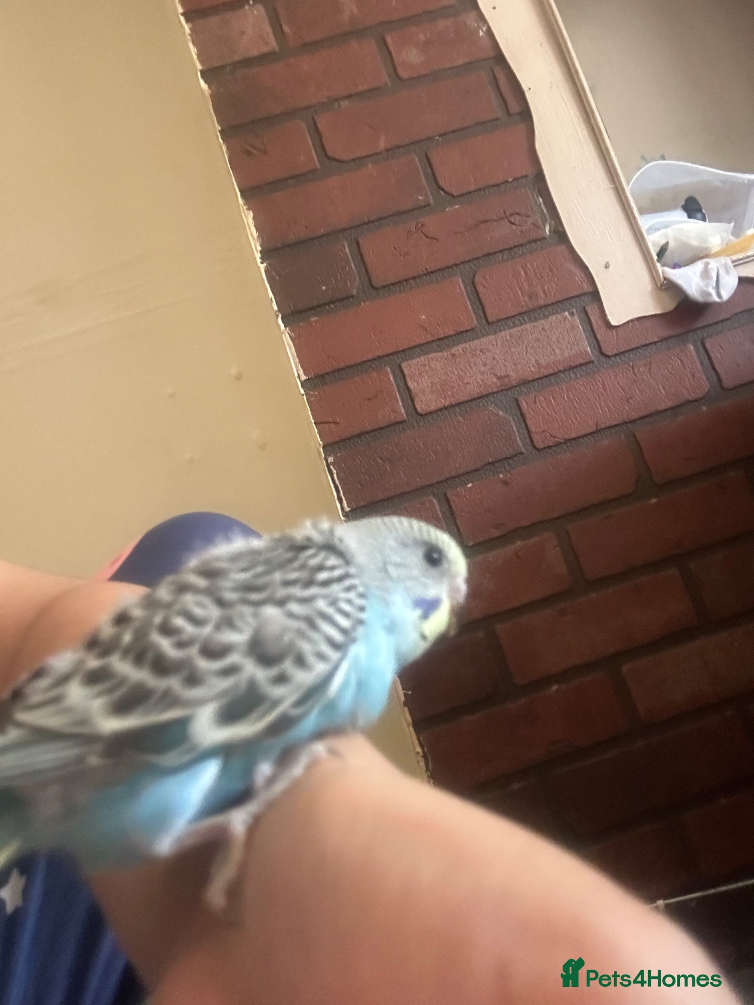 Budgerigars birds Lovely baby budgies  - Advert 2