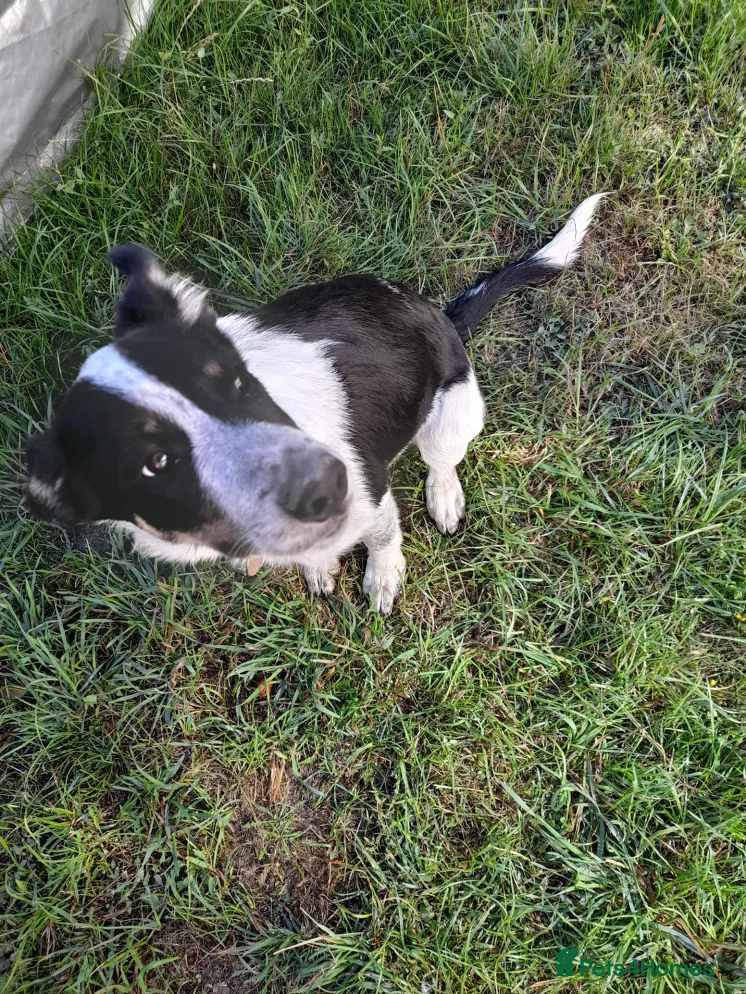 Border Collie dogs for sale: 4 month old border collie girl - Advert 7