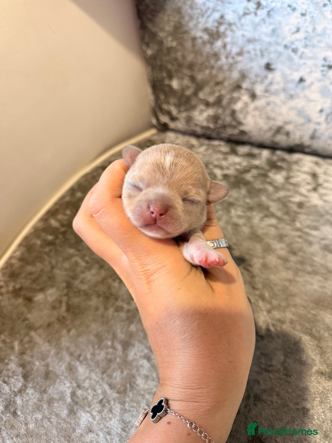 Chihuahua dogs for sale: 🩷Chihuahua puppies Thai genes🩷 - Image 21
