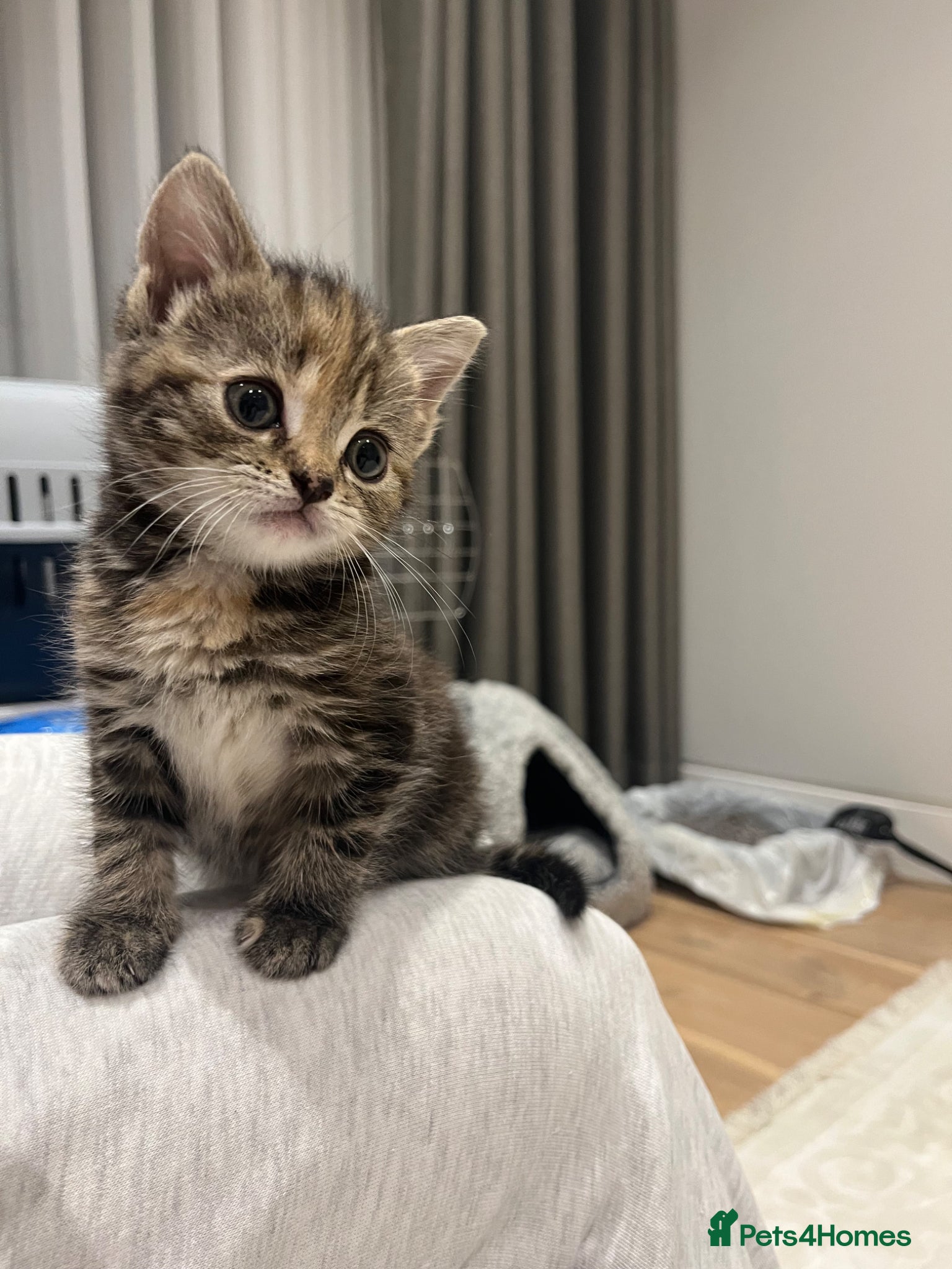 British Shorthair cats Female Shorthair Tabby 7 weeks -Needs a home ASAP - Advert 9