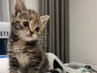 British Shorthair cats Female Shorthair Tabby 7 weeks -Needs a home ASAP - Advert 9