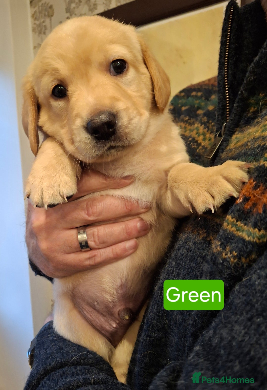 Goldador dogs for sale: Goldador Puppies - Advert 4