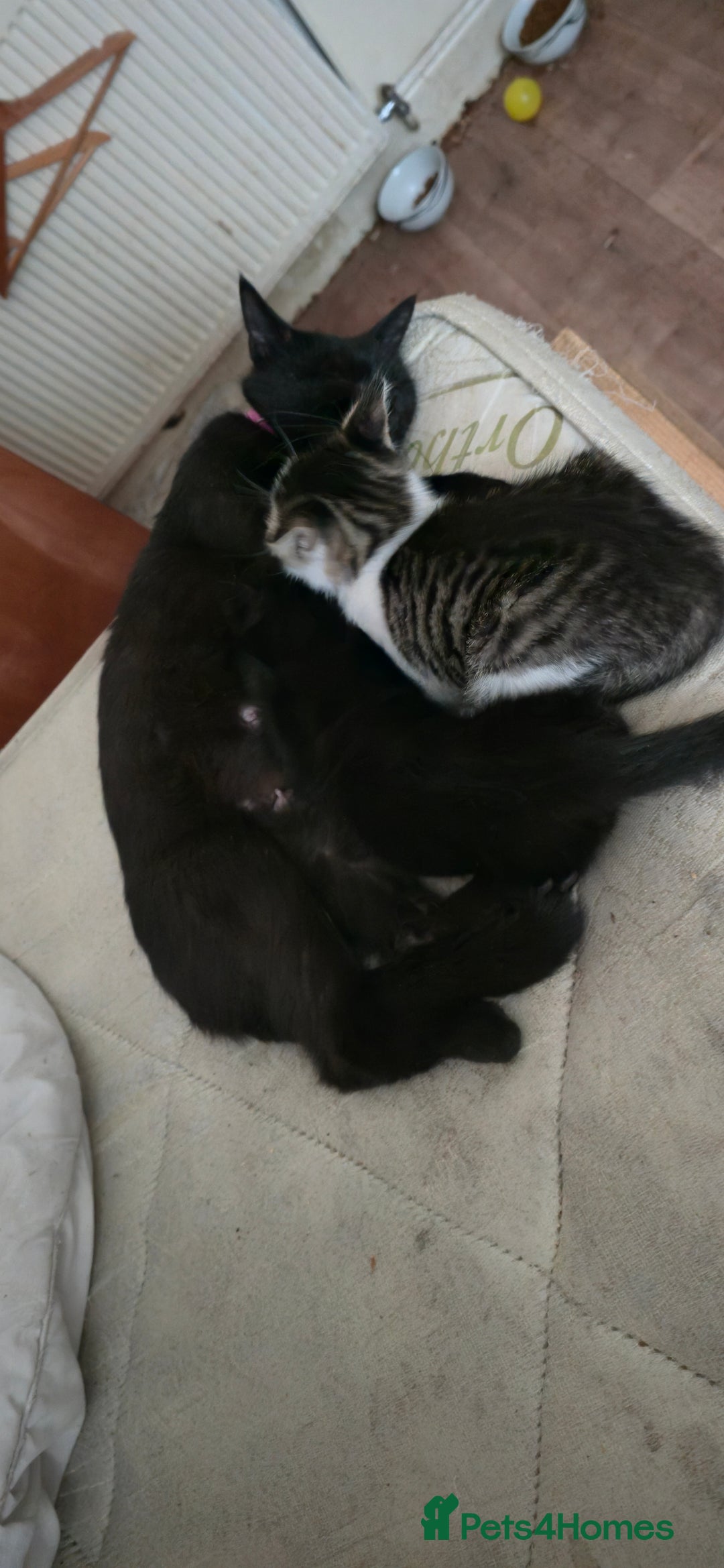 Mixed Breed cats for sale: hello. 4 beautiful kittens ready to leave  - Image 4