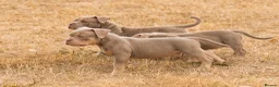 American Bully dogs for sale: Micro  Exotic  bullies - Advert 18