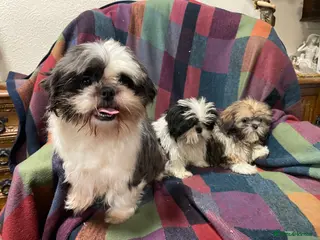 Shih Tzu dogs 4 Shih Tzu bitches - Advert 3