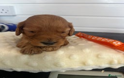 Cockapoo dogs for sale: Stunning 5  fully health tested  cockapoos  - Advert 9