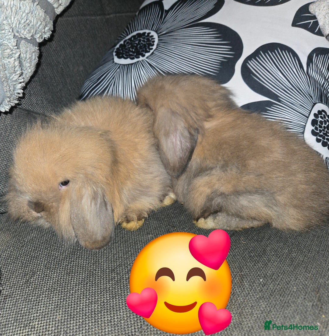 Mini Lion Lop rabbits for sale: Adorable mini lion lop babies mixed - Advert 14