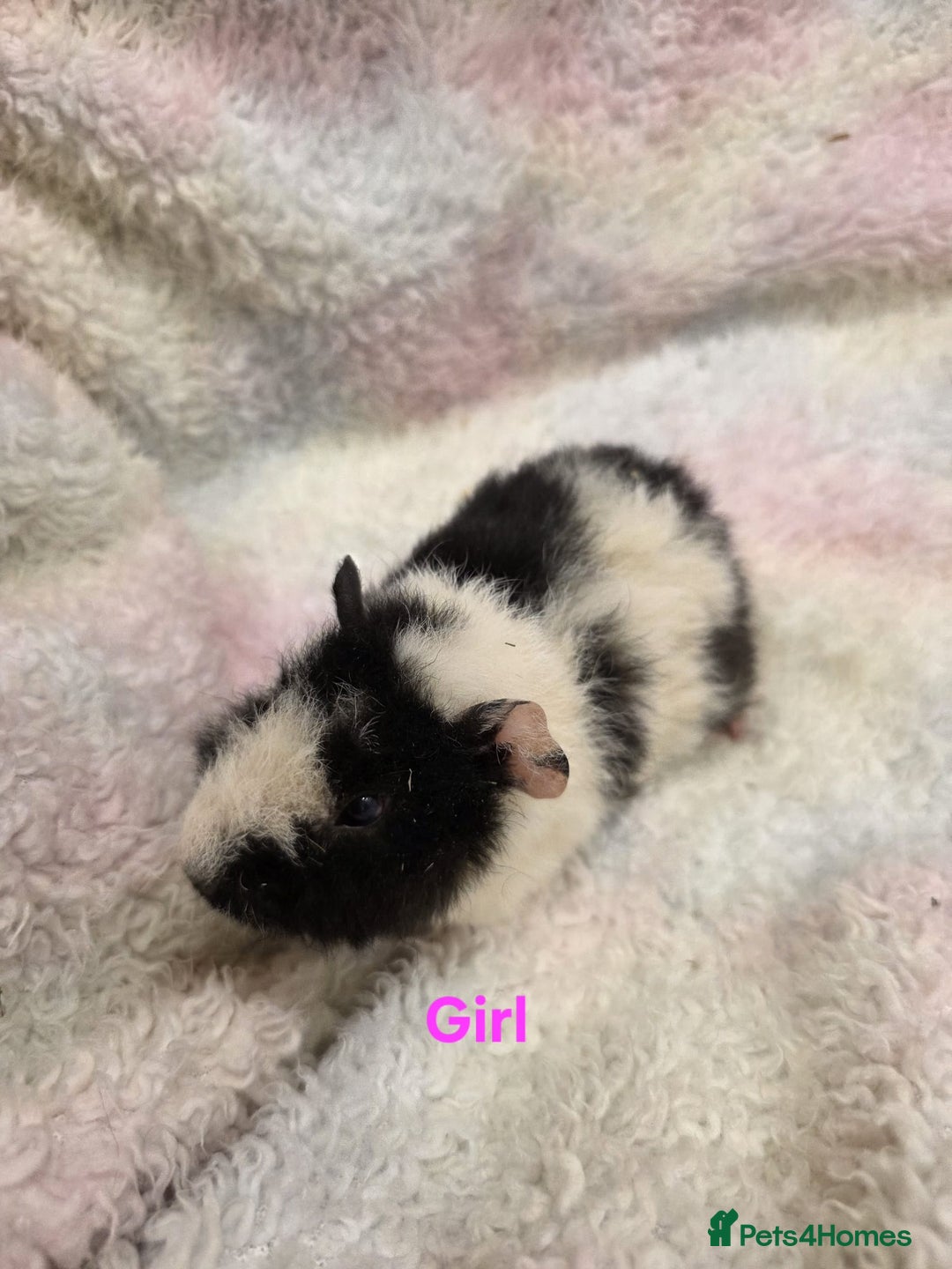 Guinea Pig rodents for sale: Baby Guinea Pigs for Sale 🐹 - Advert 1