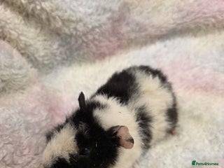 Guinea Pig rodents Baby Guinea Pigs for Sale 🐹 - Advert 5
