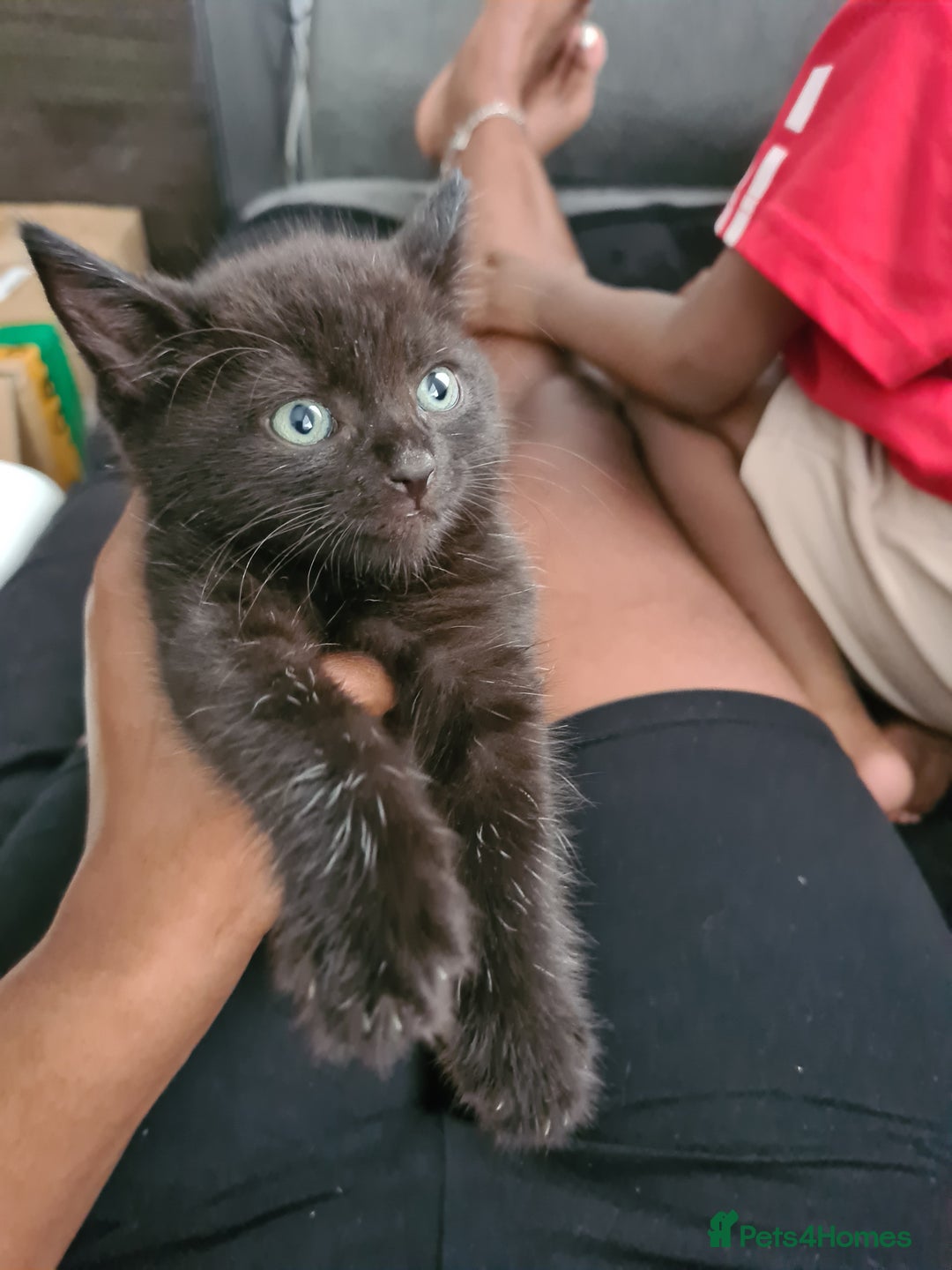 Domestic Shorthair cats for sale: 10 week old boy - Image 4