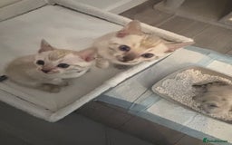 Bengal cats for sale: Platinum snow/minx leopard Bengal  - Image 1
