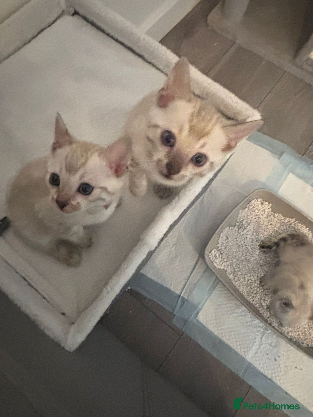 Bengal cats for sale: Platinum snow/minx leopard Bengal  - Image 1