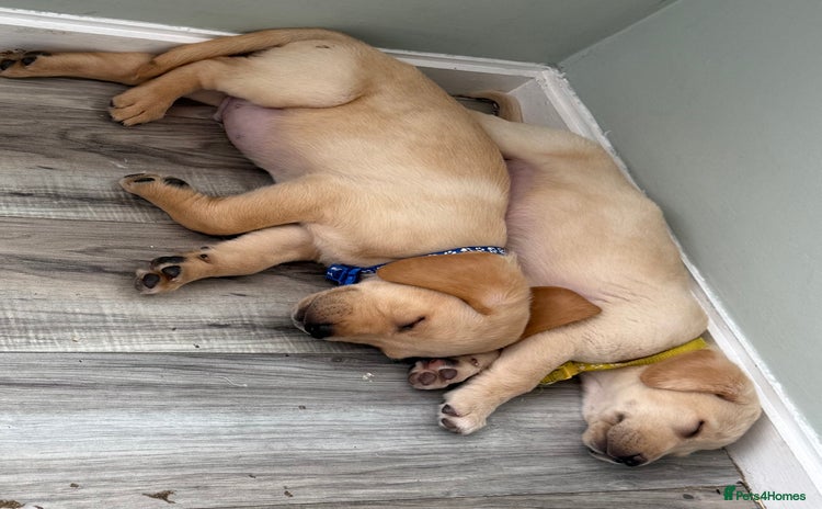 Labrador Retriever dogs - Advert 4