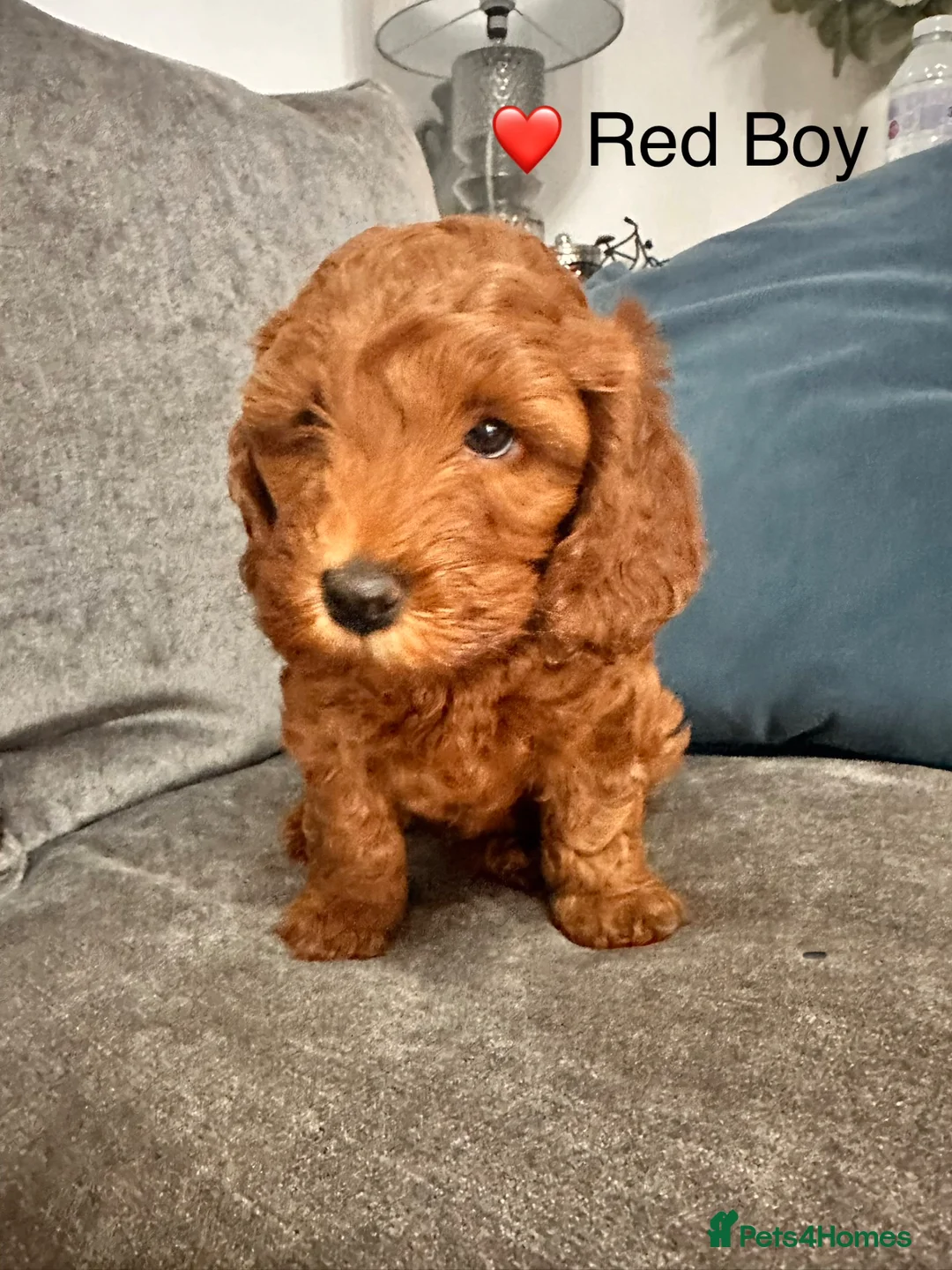 Cockapoo dogs for sale: 3 adorable Fox Red Fb2 cockapoos - Advert 8