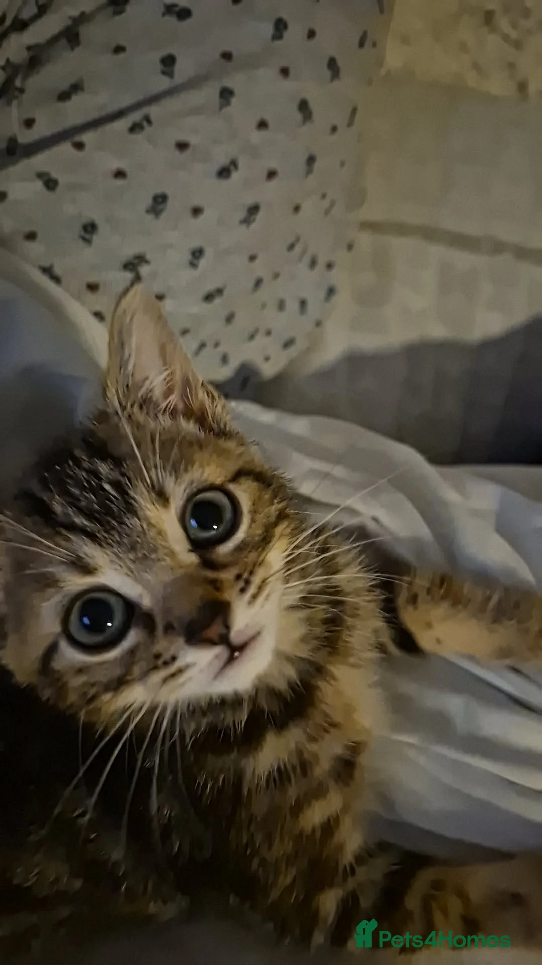 British Shorthair cats for sale: British shorthair tabby - Advert 2