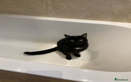 Domestic Shorthair cats for sale: Inseparable Duo need loving home - Image 5