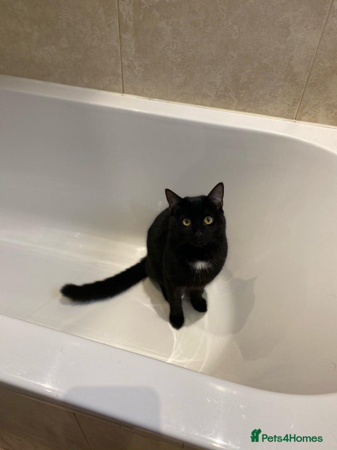 Domestic Shorthair cats for sale: Inseparable Duo need loving home - Image 5