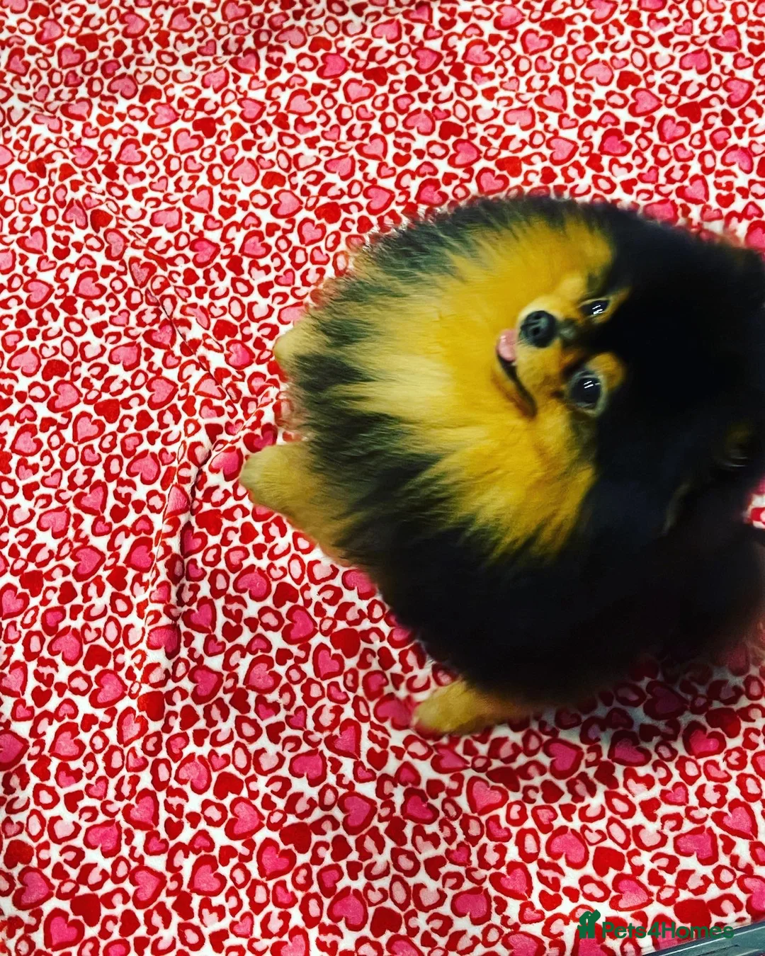 Pomeranian dogs for stud: STUNNING FENDI OPEN AT STUD 🏆CHAMPION SIRED🏆 in Grays - Advert 39