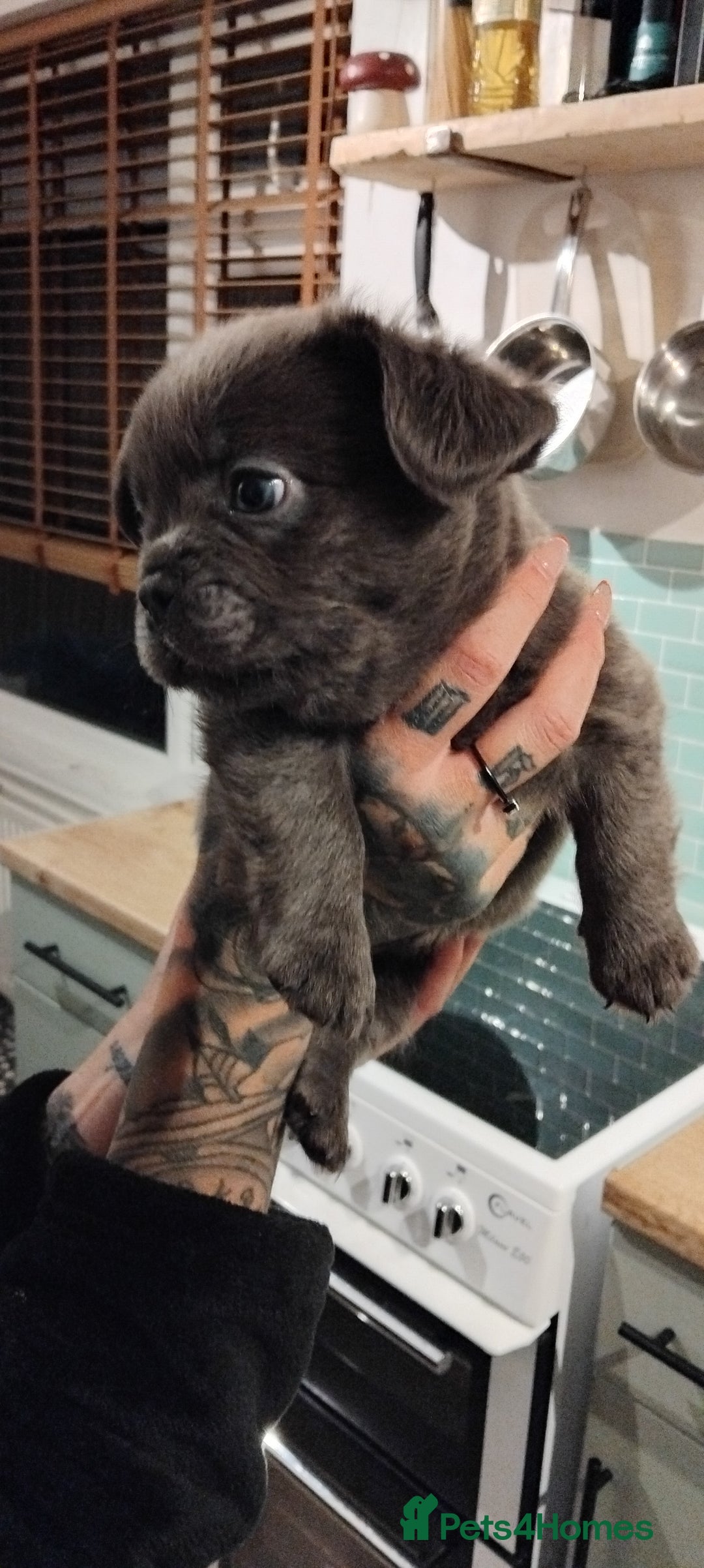 French Bulldog dogs for sale: French bulldog FLUFFY pups - Image 31